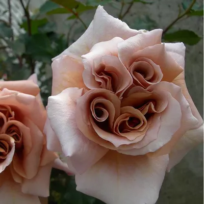 роза, розы, чайно-гибридные, делайт - Экзотик Флора