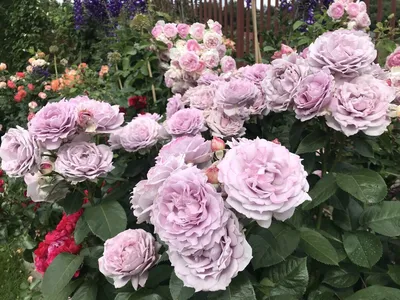 Экзотические Растения Мира on Instagram: “Роза Осирия Цветы необычайной  окраски: лепестки внутри бархатные, темно-красного ц… | Чайно-гибридная роза,  Розы, Растения