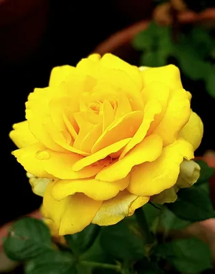 🌹Хороший выбор Голландской розы! 🌺Голландская экзотика. ❣️ Цветы от  производителя. 🌹Розы из Эквадора 💸 Цены уточняйте по номеру… | Instagram