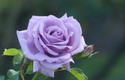 Роза Lady X - экзотика или кандидат на вылет... | Про розы, сад и  путешествия | Дзен