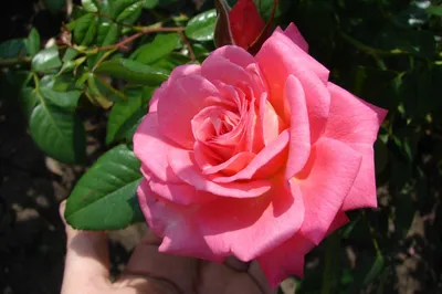 Экзотические Растения Мира on Instagram: “Роза Тесс (Tess) – один из сортов  английских роз, представленных \"Компанией David Austin Roses\", входящий в  коллек… | Rose