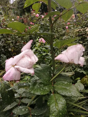 Экзотика и нежность: 9 удивительных сортов японских роз для вашего участка  | Веб-студия \"Селенит\" | Дзен