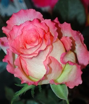 Большая экзотика Розы