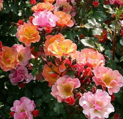 Цветы розовые розы и экзотические …» — создано в Шедевруме