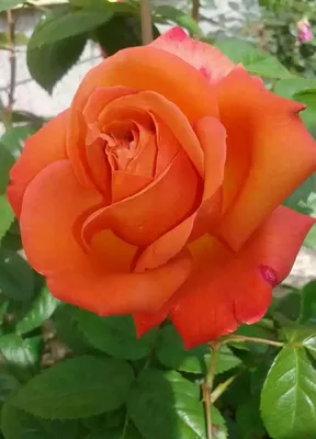 Роза чайно-гибридная Дуэт - Саженцы растений » Розы саженцы »  Чайно-гибридные розы » Роза чайно-гибридная Дуэт | Чайно-гибридная роза,  Экзотические цветы, Розы