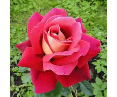 Роза чайно гибридная экзотика - 75 фото