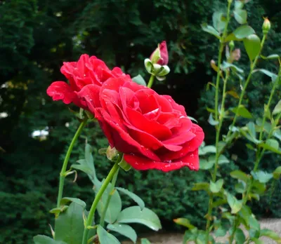 Экзотика в Сибири | Роза уникальная и очень редкая, но мы ее нашли и цветет  уже несколько лет.Роза кустовая растет в Сибири в саду Экзотов!Подпишись на  наш канал и прожми лайк 😃😉👍 |