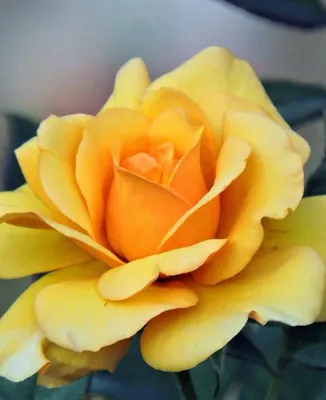 роза, розы, шраб, фриденслихт, мемориал роуз, тантау - Экзотик Флора