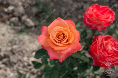 Роза Экзотика