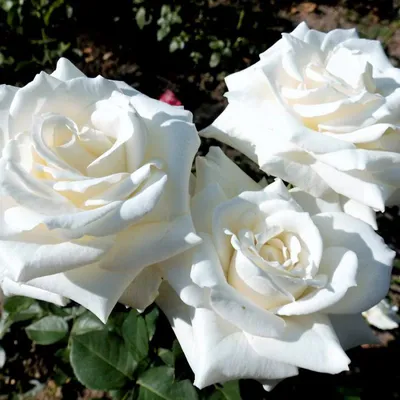 Пионовидные и кустовые розы, тюльпаны и экзотика