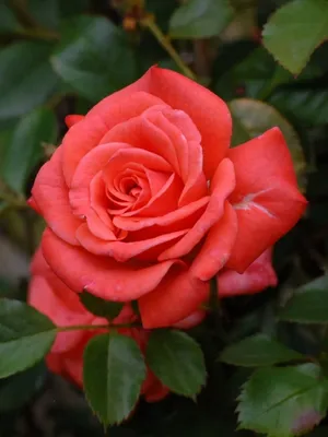 татьяна бойко on Twitter | Желтая роза, Экзотические цветы, Чайно-гибридная  роза