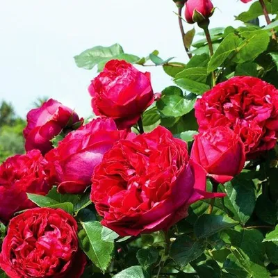 Роза плетистая Эрик Таберли (eric tabarly) | Climbing roses, Rose gold  wallpaper, Planting roses