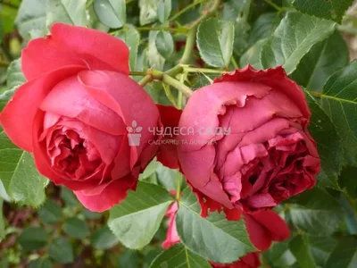 Роза шраб Эрик Таберли (Eric Tabarly) - Розы шрабы, купить с доставкой по  Москве и Московской области, сорта, цены за штуку, названия, фото