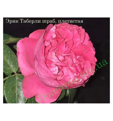 Саженцы розы Эрик Таберли купить в Москве по цене от 1 800 до 4500 руб. -  питомник растений Элитный Сад
