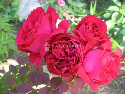 Купить саженцы розы Эрик Таберли с доставкой почтой | Питомник саженцев  Краснодар «КФХ Фруктовый сад»