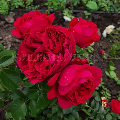 Эрик Таберли или «Красный Пьер» - достойная Роза для Вашего Сада | Пикабу