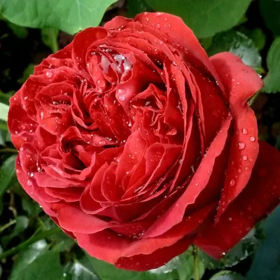 Роза Eric Tabarly Red Eden Rose Эрик Таберли - «Meilland - Конфетки на  веточке!» | отзывы