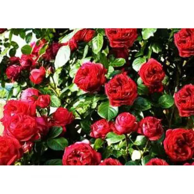 Купить саженцы розы английской Эрик Таберли с доставкой в Москве и  Подмосковье