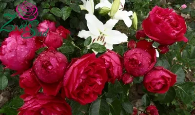 Эрик Таберли или «Красный Пьер» - достойная Роза для Вашего Сада | Росток  🌱 | Дзен