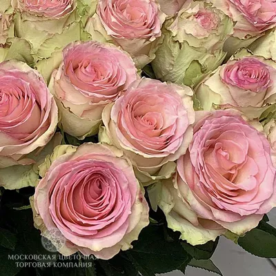 Букет 101 премиальная роза Эсперанса купить за 29 900 руб. с круглосуточной  доставкой | Мосцветторгком