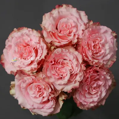 Купить 25 Роз Эсперанса 60 см с доставкой в Рязани | АМСТЕРДАМ - Цветы и  подарки