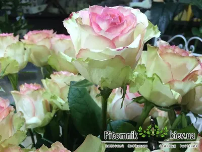Роза Эсперанса — Доставка цветов в Астрахани
