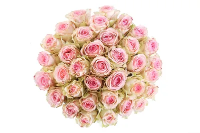 Роза Эсперанс | кусты крупноцветковой розы