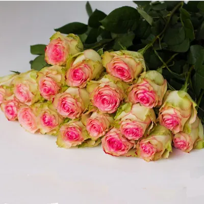 Розы Эсперанса (Esperance) - купить в интернет-магазине Rosa Grand