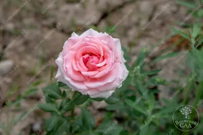 Купить Большой букет французской розы (Эсперанса) из Роза одноголовая в  Ростове-на-Дону недорого