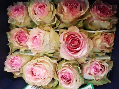 Роза Эсперанс 60 см Эквадор, Цветы и подарки в Москве, купить по цене 250  RUB, Цветы поштучно в Цветочный остров с доставкой | Flowwow