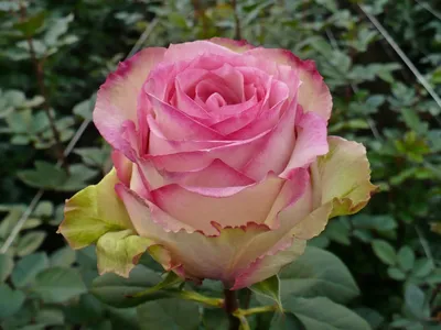 Букет из 101 розы сорта Esperance (Эсперанс) 80 см купить в Москве - цена  15 000 руб c бесплатной доставкой ✿ Интернет-магазин Bella Roza
