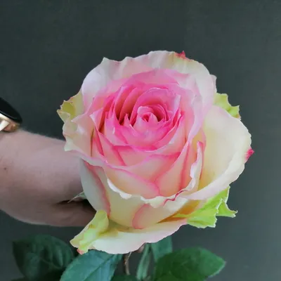 Купить Французская роза (Эсперанса) из Роза одноголовая в Ростове-на-Дону  недорого