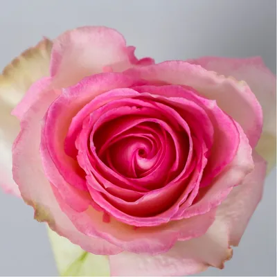 Роза (Эквадор) Эсперансе - Цветочный 24