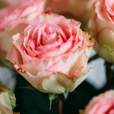 Букет цветов 25 роз Эсперанса с эвкалиптом 💐 заказать в Москве с доставкой  по цене 10 990 ₽ | Флористическое кафе VioletFlowers 🌷