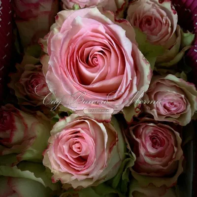 Купить эквадорские розы Эсперанса в СПб | Оптовая цветочная компания СПУТНИК