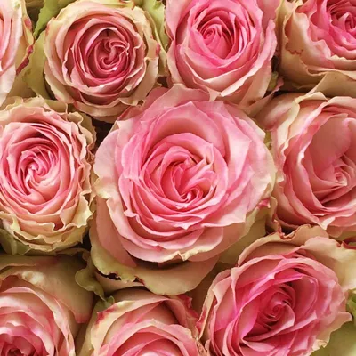Роза Esperance (Эсперанса) – купить саженцы роз в питомнике в Москве