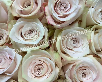 Букет 15 премиальных роз Эсперанс купить за 4 790 руб. с круглосуточной  доставкой по Москве | Мосцветторгком