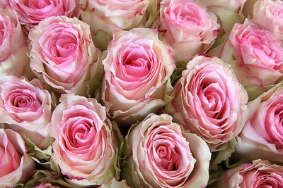 Купить Роза сорта Эсперанса 50 см с доставкой в Новом Уренгое - Мир цветов