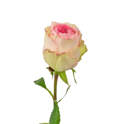 Букет из 51 розы Эсперанс | Цветы «FlowerAnna»