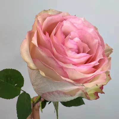 Букет купить букет 51 роза эсперанс с доставкой по Москве| FlowerGett