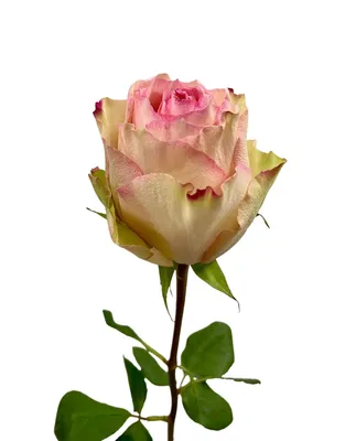 Букет цветов 25 роз Эсперанса с эвкалиптом 💐 заказать в Москве с доставкой  по цене 10 990 ₽ | Флористическое кафе VioletFlowers 🌷