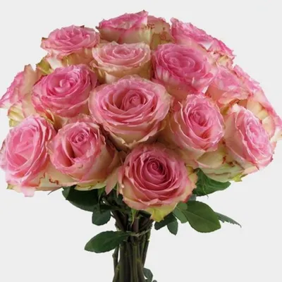 Роза розовая Эсперанс 60 см (00064) купить поштучно с доставкой в  Архангельске
