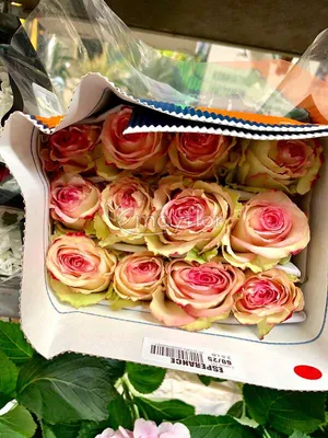 Роза Эсперанс, Цветы и подарки в Самаре, купить по цене 320 RUB, Цветы  поштучно в Чао! с доставкой | Flowwow