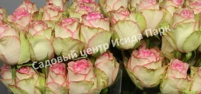 Букет из Голландских кремово-розовых роз, сорт Эсперанс | купить  голландские розовые розы