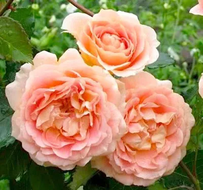 Купите роза эвелин 🌹 из питомника Долина роз с доставкой!