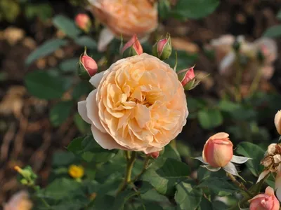 Rosa 'Eveline Wild'™ | Taste of Love