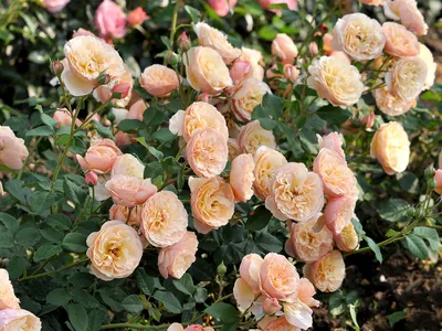 Rose 'Evelin' ® ADR-Rose Beetrose | Weinsberger