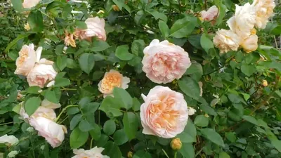 David Austin rose EVELYN - YouTube