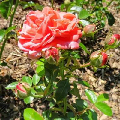 Английская роза эвелин Остин Стоковое Изображение - изображение  насчитывающей поднял, померанцово: 213057043