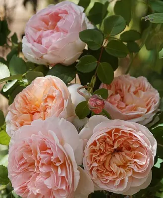 Роза » Эвелин » Evelyn ® (AUSsaucer, Apricot Parfait) эвелИн Austin  Великобритания, 1991 Английские розы (English Rose, Austin)